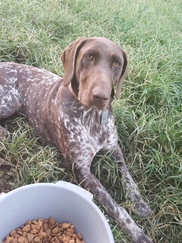 /images/uploads/southeast german shorthaired pointer rescue/segspcalendarcontest2021/entries/21780thumb.jpg